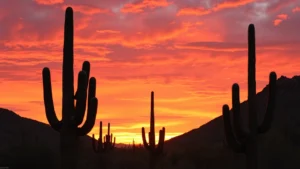 Dramatic desert sunset over Saguaro National Park with towering saguaro cacti silhouetted against orange and pink sky, golden hour lighting, photorealistic landscape photography
